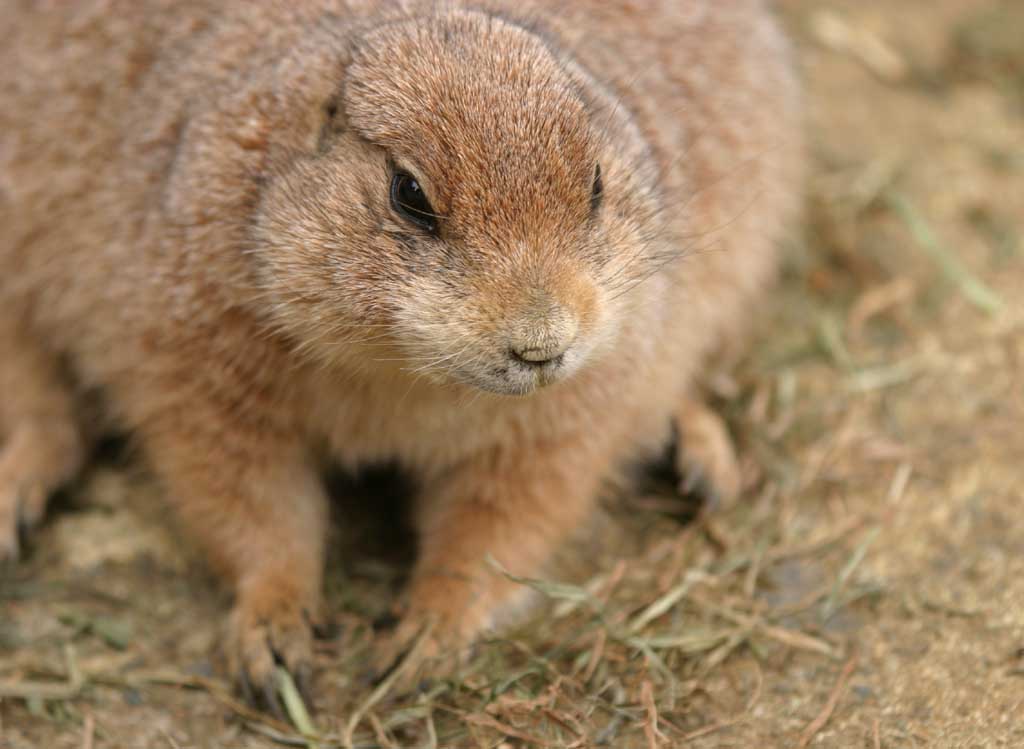 , , , , ,  .,whiskers prairie dog., , , , 