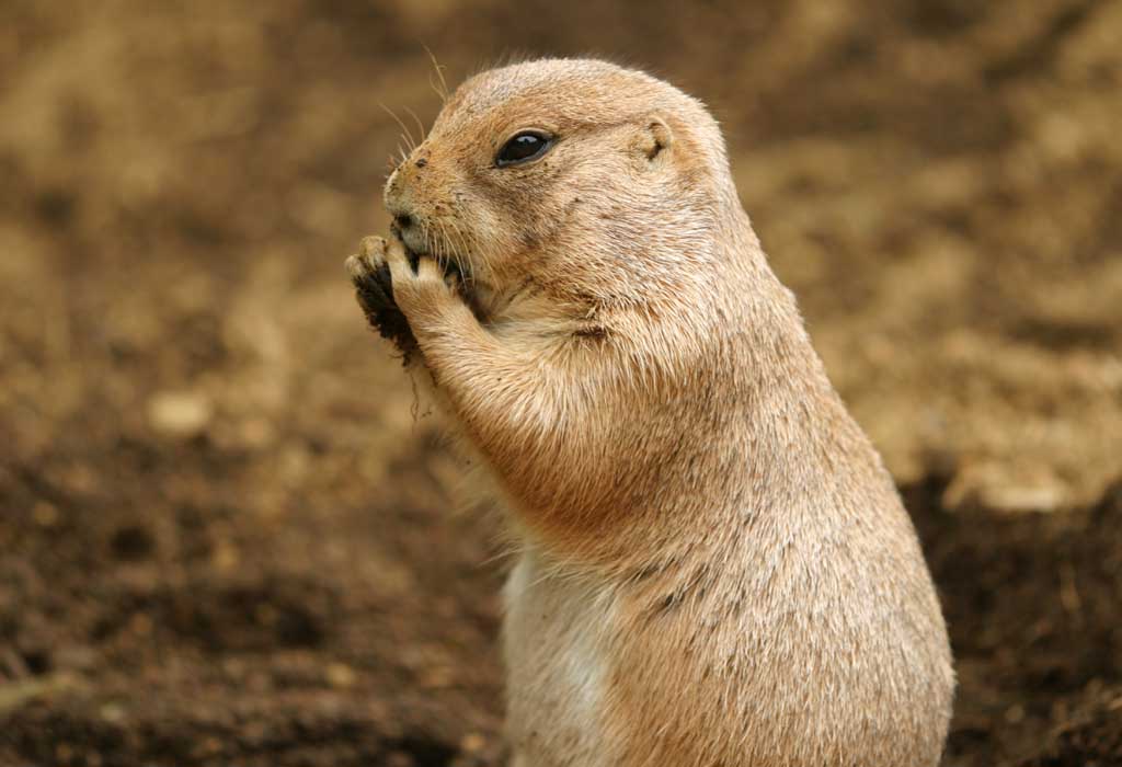 Foto, materieel, vrij, landschap, schilderstuk, bevoorraden foto,Middags hapje van een prairiehond, Knaagdier, , , 