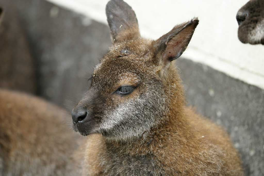 photo,material,free,landscape,picture,stock photo,Creative Commons,Melancholic wallaby, kangaroo, , , 