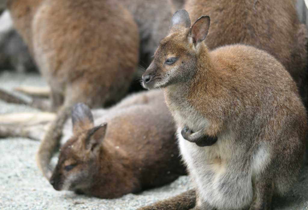 foto,tela,gratis,paisaje,fotografa,idea,El encanto del wallabi, Canguro, , , 