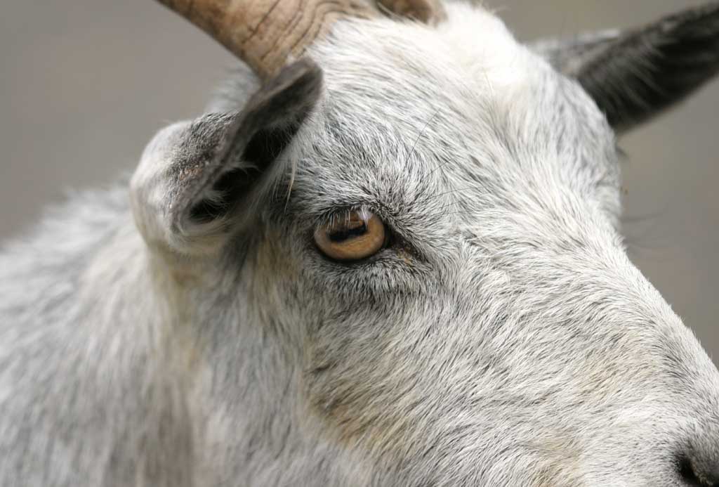 Foto, materieel, vrij, landschap, schilderstuk, bevoorraden foto,Oog van een geit, Geit, , , 