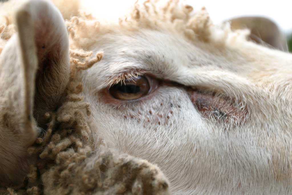 photo,material,free,landscape,picture,stock photo,Creative Commons,Eye of a sheep, sheep, , , 