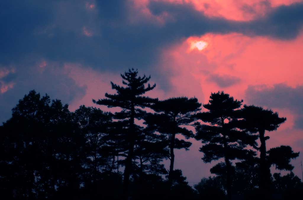 foto,tela,gratis,paisaje,fotografa,idea,Cielo rojo ardiendo, Brillo vespertino, Arboleda de pino, Nube, 