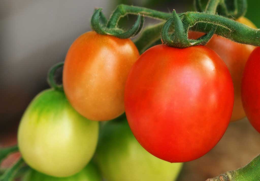 photo,material,free,landscape,picture,stock photo,Creative Commons,Tomatoes, tomato, red, vegetable, 