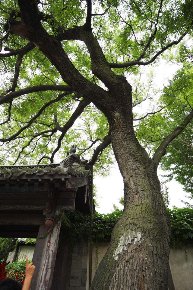 photo,material,free,landscape,picture,stock photo,Creative Commons,The branch of the ball of PenglaiPavilion Horai, The Moon Princess, legend, story, sightseeing spot