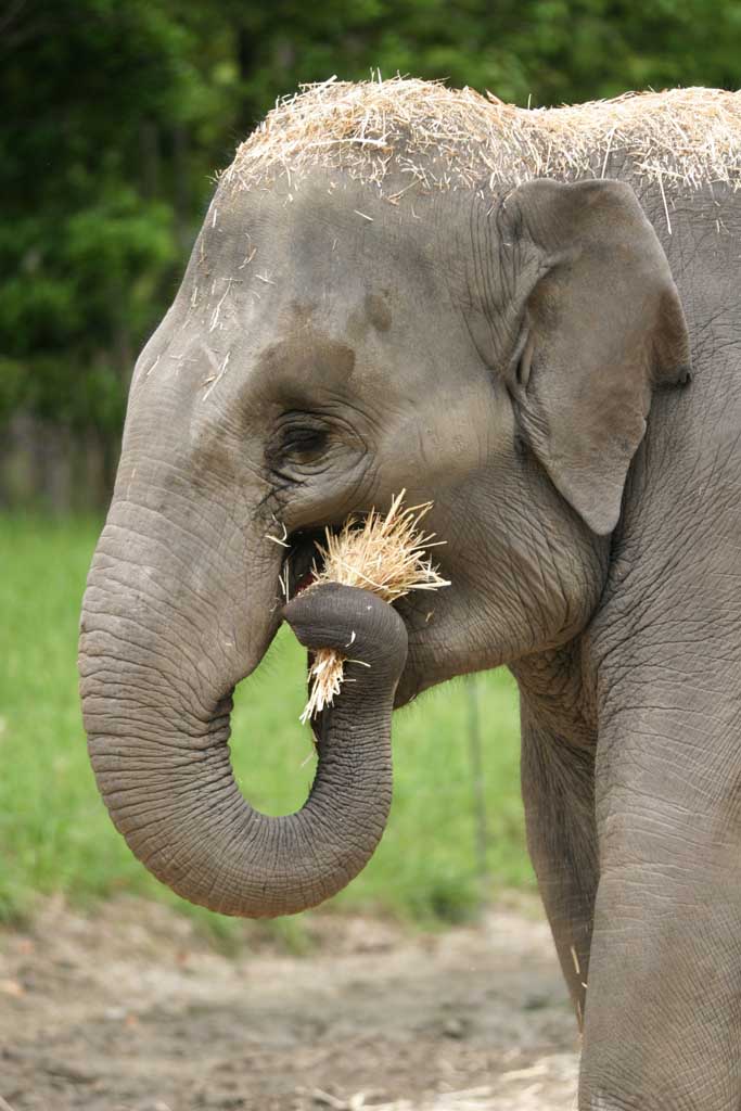 photo,material,free,landscape,picture,stock photo,Creative Commons,Elephant's meal, elephant, , , straw