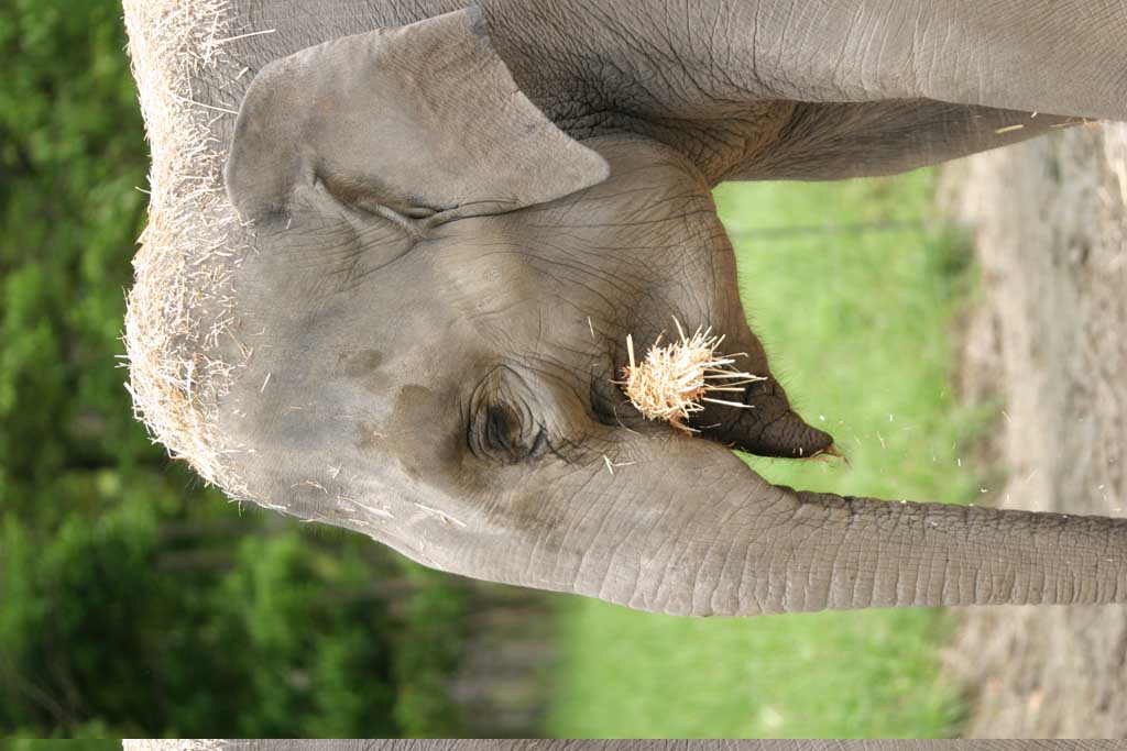 photo,material,free,landscape,picture,stock photo,Creative Commons,Elephant with distant look, elephant, , , straw