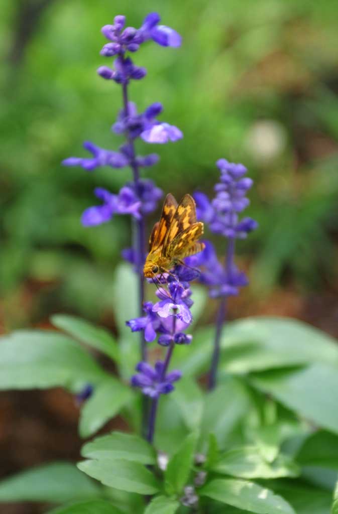 Foto, materiell, befreit, Landschaft, Bild, hat Foto auf Lager,Die Mahlzeit von Kapitn, Schmetterling, Kapitn, blau, 