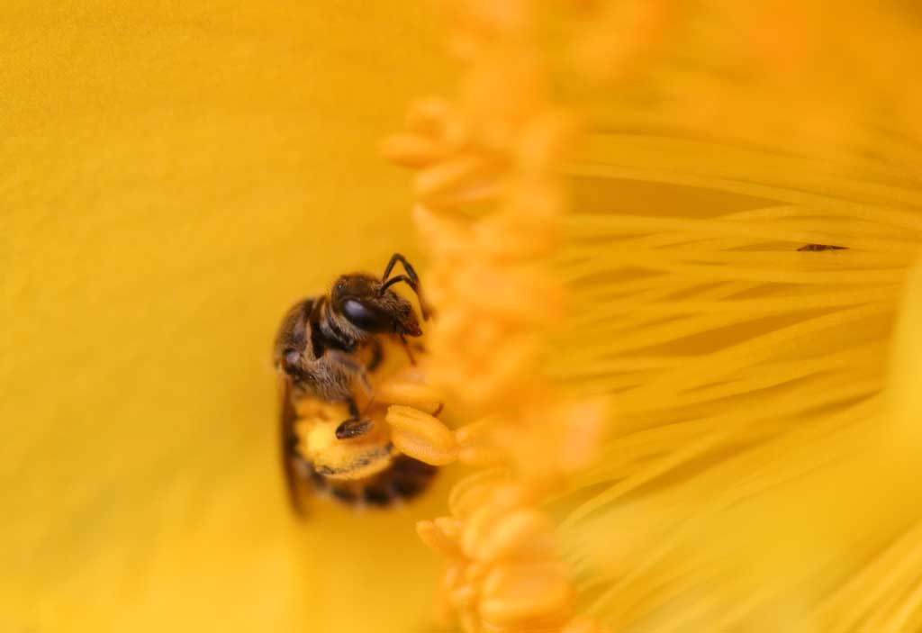 Foto, materieel, vrij, landschap, schilderstuk, bevoorraden foto,Stuifmeel verzamelaar, Geel, Stuifmeel, , 