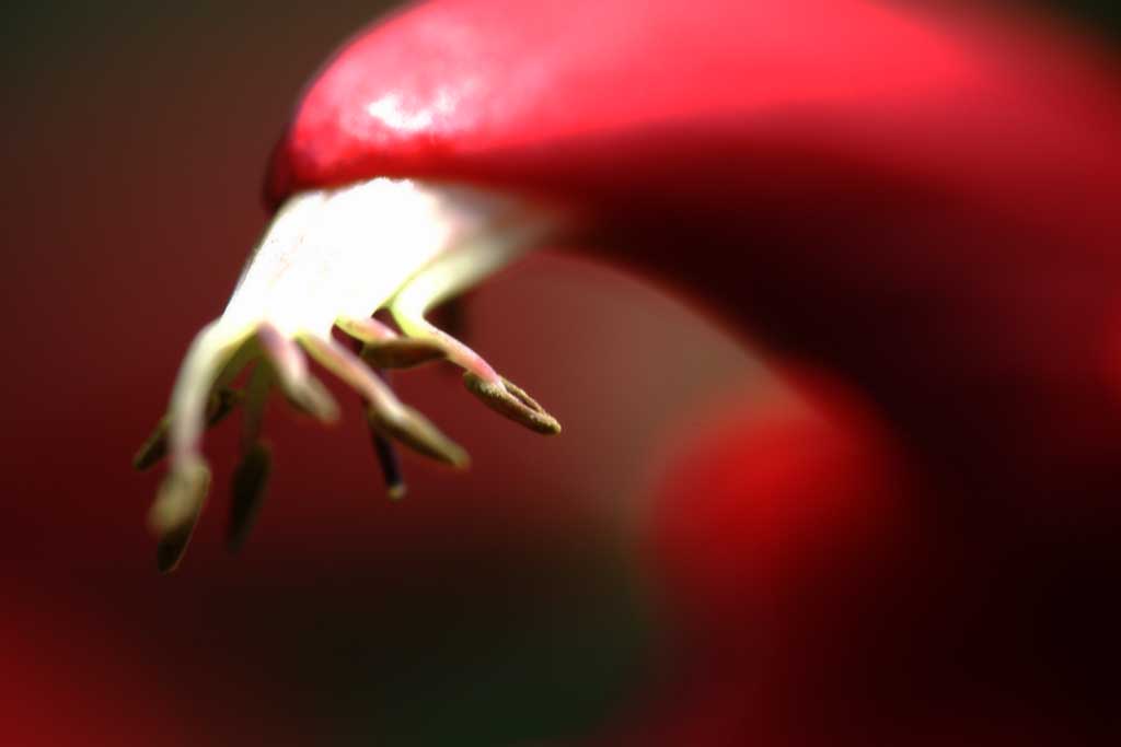 photo,material,free,landscape,picture,stock photo,Creative Commons,Red, white nail, red, common coral tree, flower, 