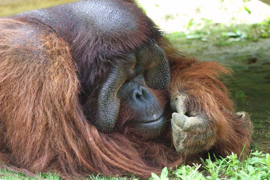 Foto, materieel, vrij, landschap, schilderstuk, bevoorraden foto,Melancholic orangutan, Orangutan, , , 