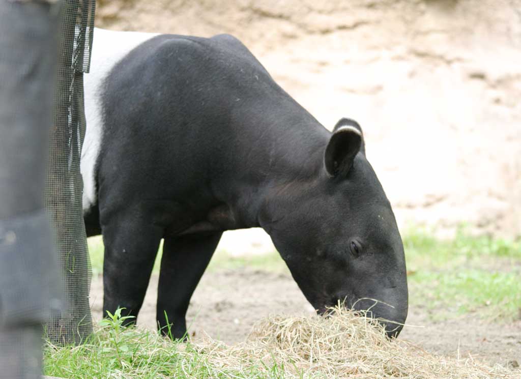 Foto, materiell, befreit, Landschaft, Bild, hat Foto auf Lager,Malaiischer Tapir, Tapir, , , 