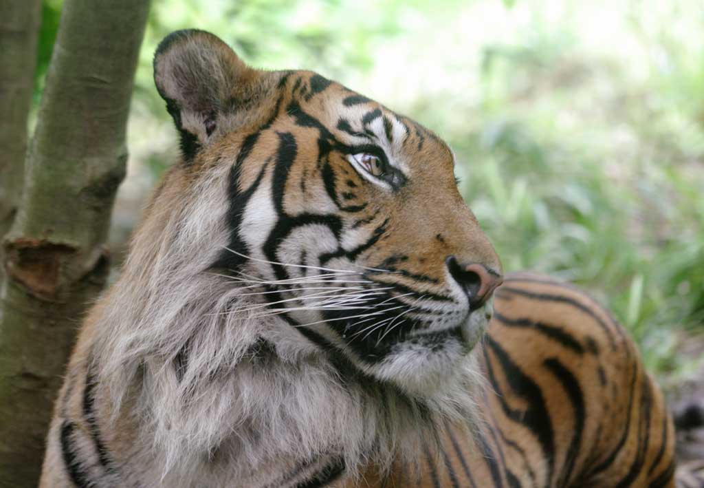 fotografia, materiale, libero il panorama, dipinga, fotografia di scorta,Sguardo di un tigre, tigre, , , 