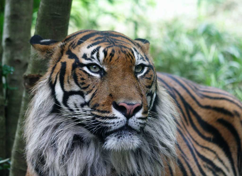 Foto, materieel, vrij, landschap, schilderstuk, bevoorraden foto,Belangstelling van een tijger, Tijger, , , 