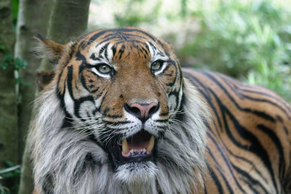 photo,material,free,landscape,picture,stock photo,Creative Commons,Roar of a tiger, tiger, , , 