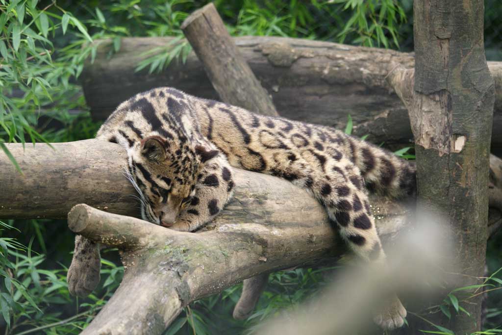 Foto, materiell, befreit, Landschaft, Bild, hat Foto auf Lager,Stumpfen Sie Katze ab, stumpfen Sie Katze ab, Katzenfamilie, , 