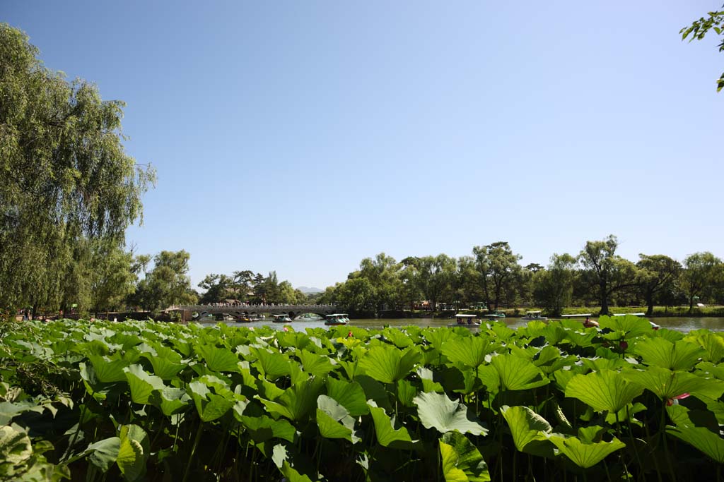 Foto, materieel, vrij, landschap, schilderstuk, bevoorraden foto,Een summering berg cottage, Boot, Lotus, Stenig bruggen, Ch'ing