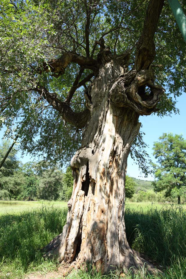 Foto, materiell, befreit, Landschaft, Bild, hat Foto auf Lager,Eine bersommernde Gebirgshtte lagerte Baum ab, Die Rinde, Grn, grasbedeckte Ebene, Ch'ing