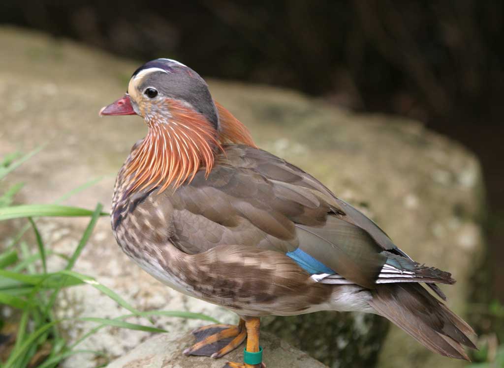 photo,material,free,landscape,picture,stock photo,Creative Commons,Mandarin duck, mandarin duck, , , 