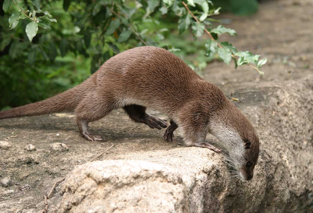 photo,material,free,landscape,picture,stock photo,Creative Commons,River otter, river otter, , , 