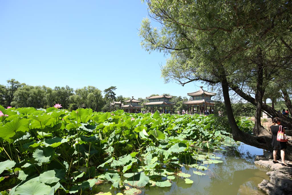 photo,material,free,landscape,picture,stock photo,Creative Commons,Summering mountain cottage ShuiXinPavilion, lotus, Rich coloring, Is it a bower?, Ch'ing