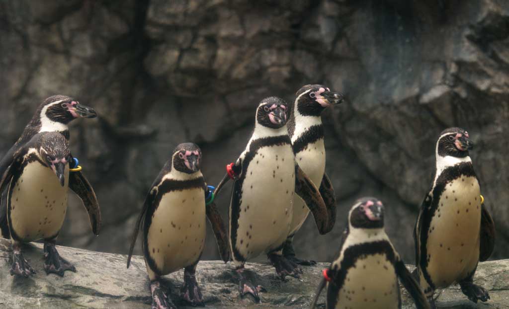 photo, la matire, libre, amnage, dcrivez, photo de la rserve,Marchant pingouins, pingouin, , , 