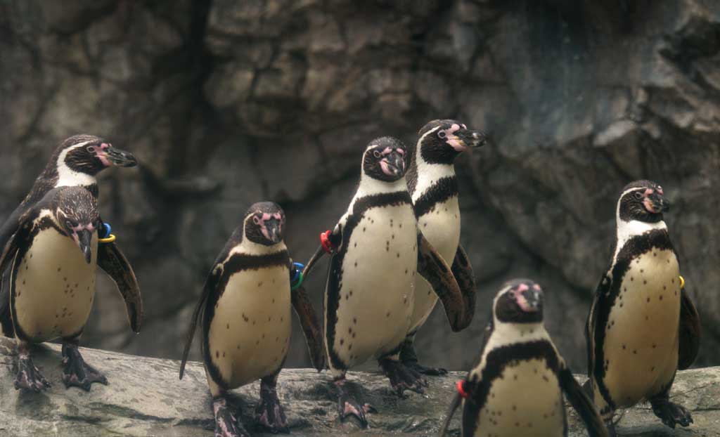 photo,material,free,landscape,picture,stock photo,Creative Commons,Marching penguins, penguin, , , 