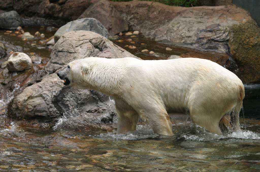 photo,material,free,landscape,picture,stock photo,Creative Commons,Polar bear, polar bear, , , 