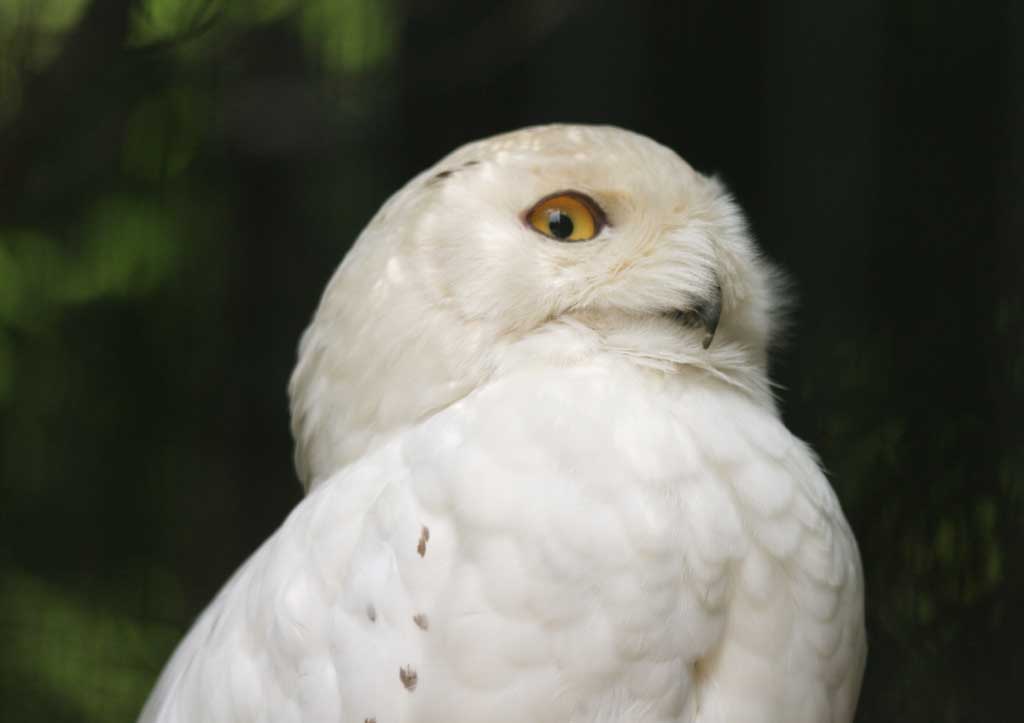 photo,material,free,landscape,picture,stock photo,Creative Commons,Snowy Owl, owl, , , 