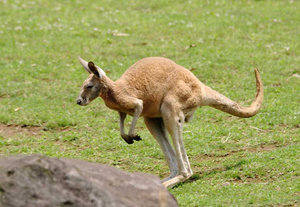 photo,material,free,landscape,picture,stock photo,Creative Commons,Kangaroo, kangaroo, , , 