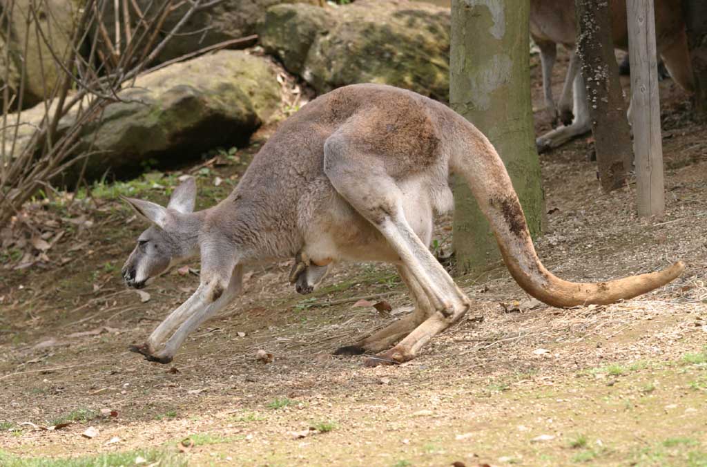 , , , , ,  .,  ., kangaroo, , , 