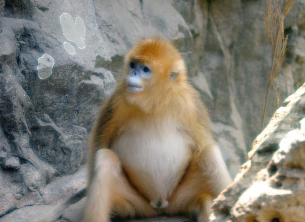 photo,material,free,landscape,picture,stock photo,Creative Commons,Tibetan snub-nosed monkey, ape, , , 