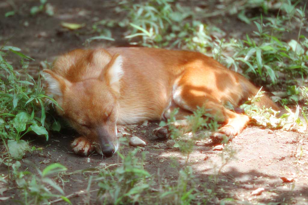 Foto, materieel, vrij, landschap, schilderstuk, bevoorraden foto,Wilde hond, Hond, , , 