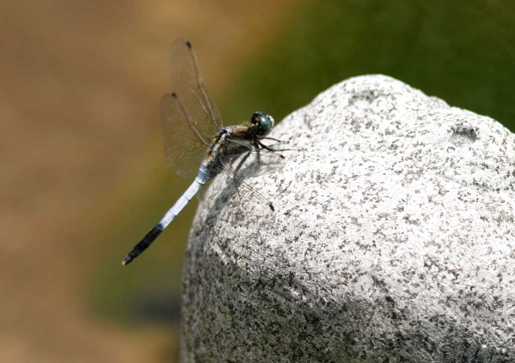 Foto, materieel, vrij, landschap, schilderstuk, bevoorraden foto,Libelle, Libelle, , , 