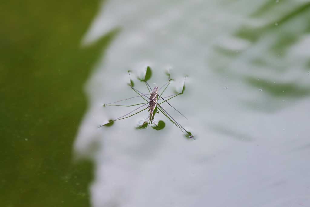 Foto, materiell, befreit, Landschaft, Bild, hat Foto auf Lager,Waterstrider, waterstrider, , , 