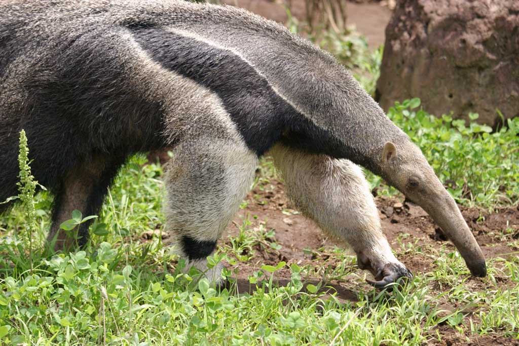 Foto, materieel, vrij, landschap, schilderstuk, bevoorraden foto,Reus anteater, Miereneter, , , 