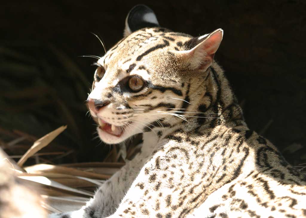 Foto, materieel, vrij, landschap, schilderstuk, bevoorraden foto,Ocelot, Ocelot, , , 