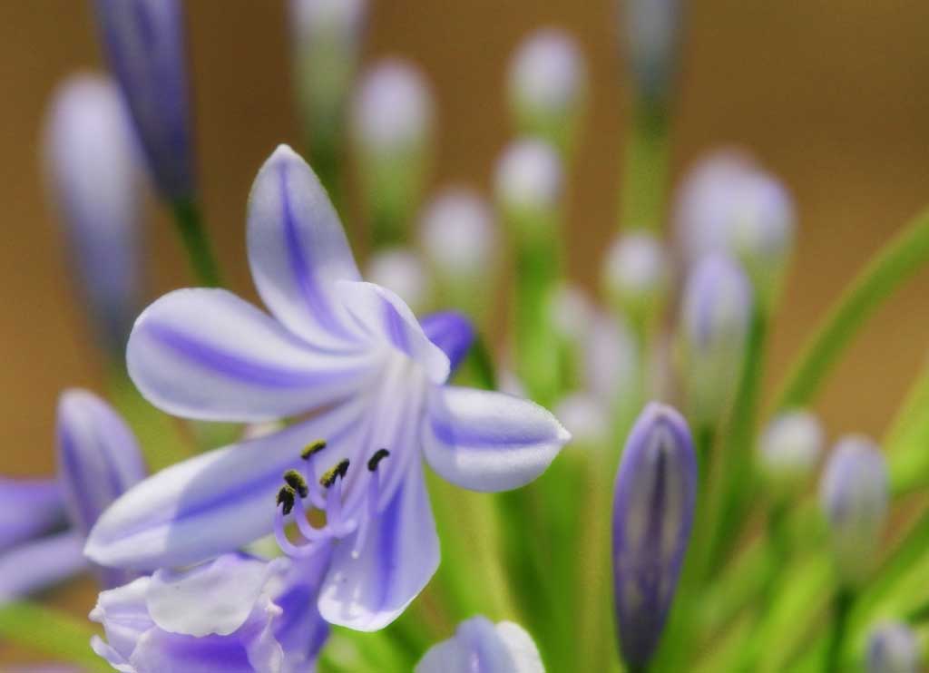 fotografia, materiale, libero il panorama, dipinga, fotografia di scorta,Fiori con strisce di blu, gemma, , , 