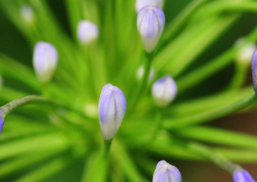 Foto, materieel, vrij, landschap, schilderstuk, bevoorraden foto,Bloem bott, Knop, , , 