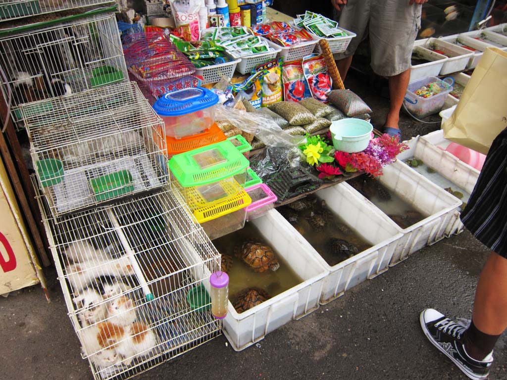 Foto, materieel, vrij, landschap, schilderstuk, bevoorraden foto,Een oostelijke boord markt, Winkel, Markt, Kat, Schildpad