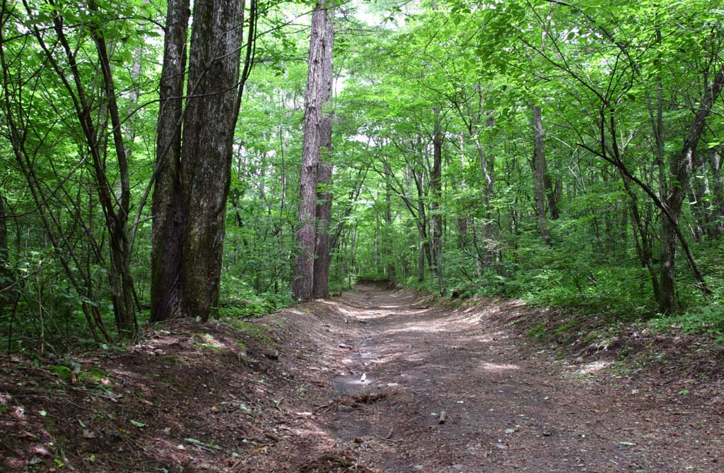 photo, la matire, libre, amnage, dcrivez, photo de la rserve,Chemin de montagne, boscage, bosquet, vert tendre, 