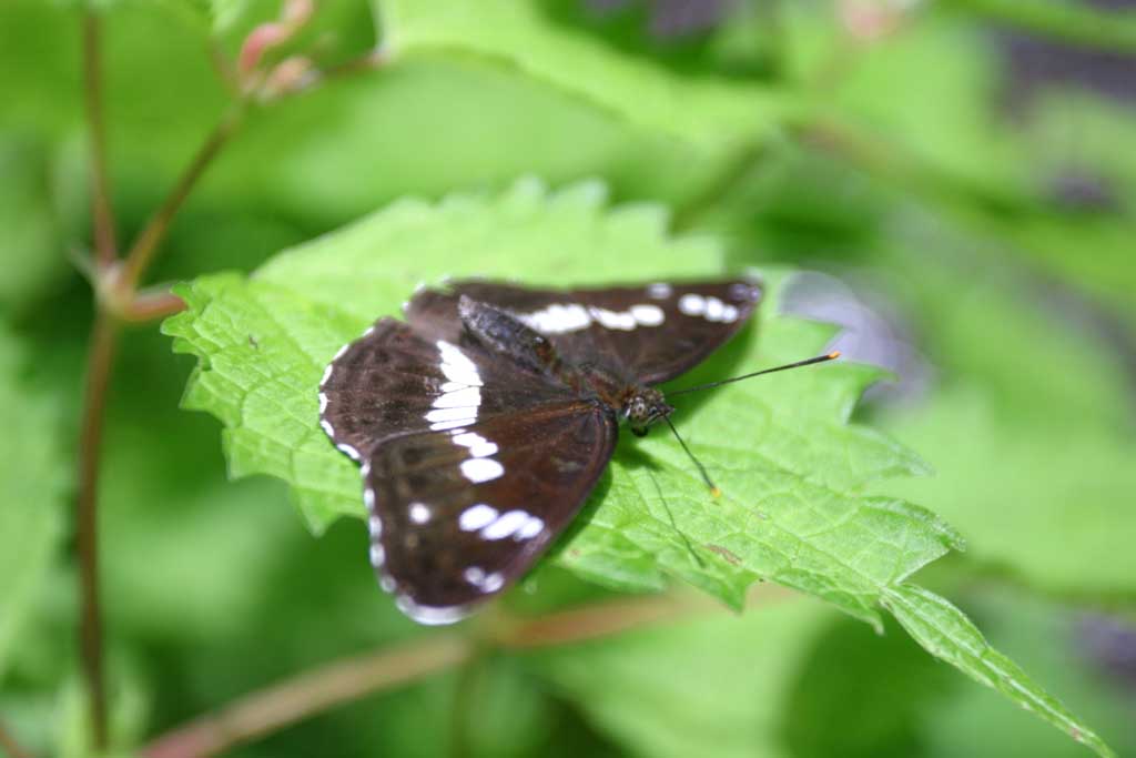 photo,material,free,landscape,picture,stock photo,Creative Commons,Butterfly in a highland, butterfly, , tender green, 