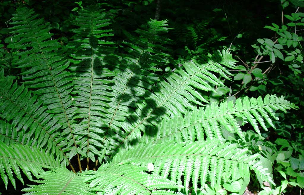 photo,material,free,landscape,picture,stock photo,Creative Commons,Shadow of leaves on ferns, fern, grove, tender green, 