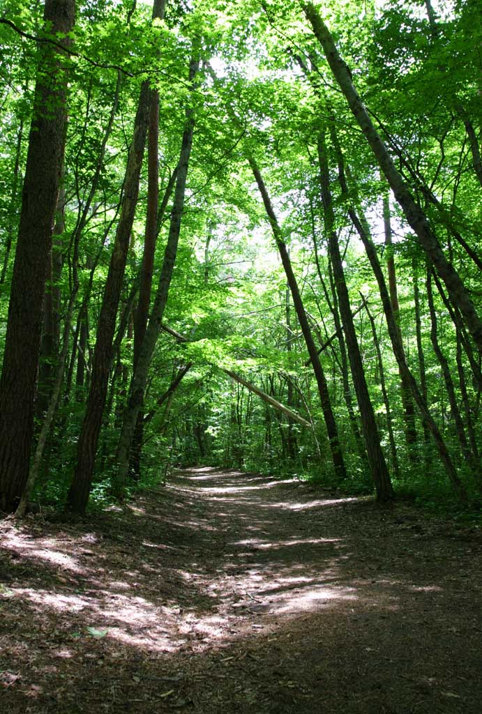 photo,material,free,landscape,picture,stock photo,Creative Commons,Shady path, grove, tree, tender green, 