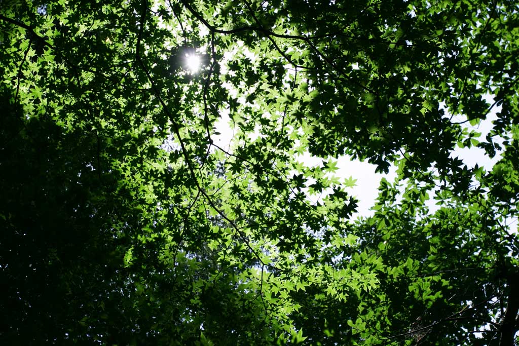 Foto, materiell, befreit, Landschaft, Bild, hat Foto auf Lager,Neuer grner Baldachin, die Erlaubnis, bertrug Licht, zartes Grn, Sonne