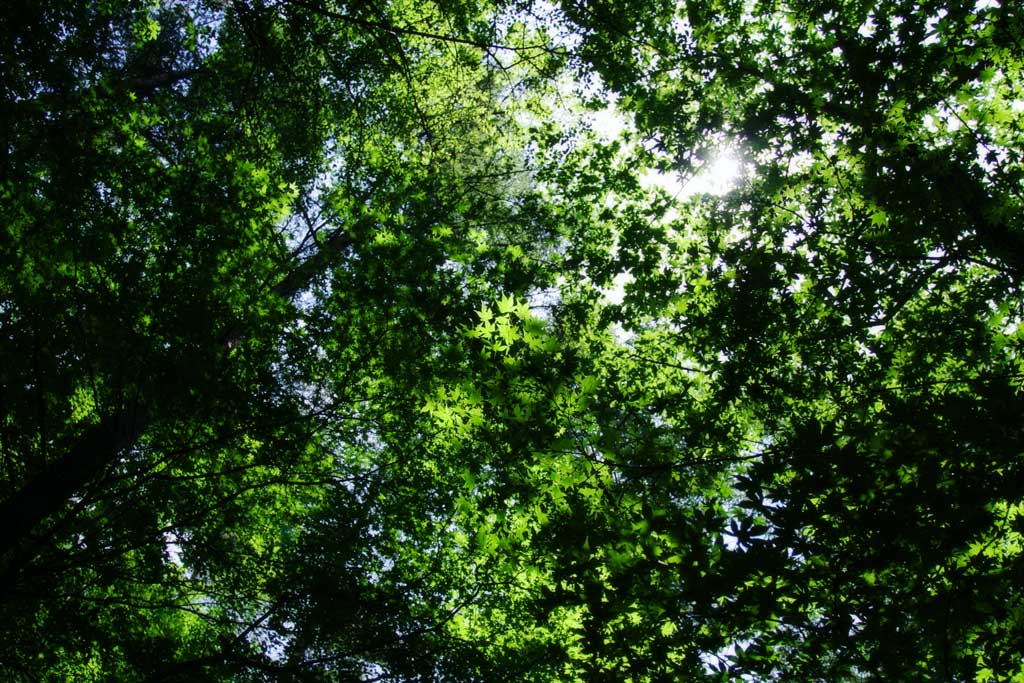 Foto, materieel, vrij, landschap, schilderstuk, bevoorraden foto,Nieuw groen baldakijn, Vrijaf, Doorgeseinde verlichting, Inschrijving groen, Zon