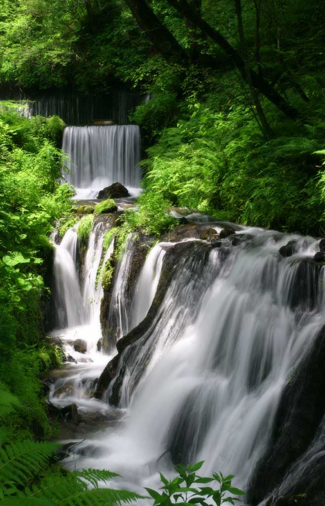 foto,tela,gratis,paisaje,fotografa,idea,Salicaduras de agua y verde, Cascada, Torrente, Verde tierno, Ro