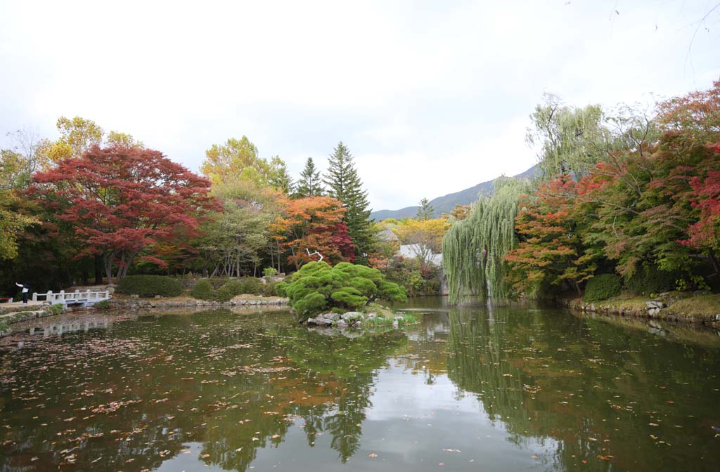 photo, la matire, libre, amnage, dcrivez, photo de la rserve,Le temple de terre d'un Bouddha, Feuilles colores, tang, Feuilles mortes, jardin