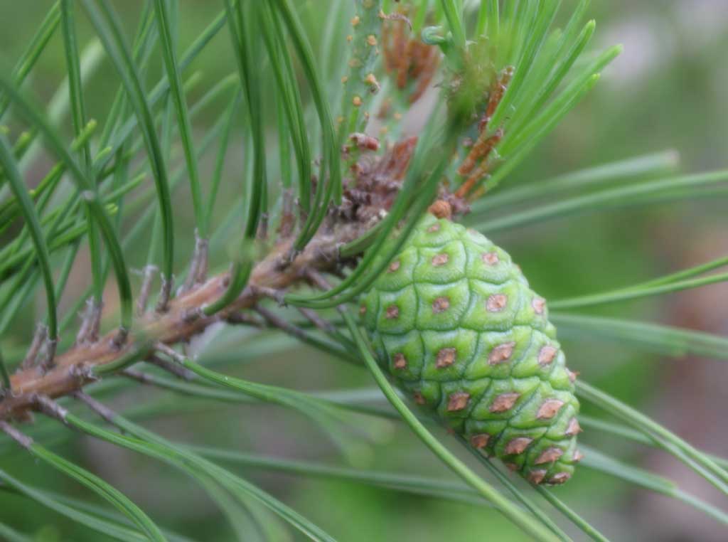 photo,material,free,landscape,picture,stock photo,Creative Commons,Young pine cone, pine cone, cone, pine, 