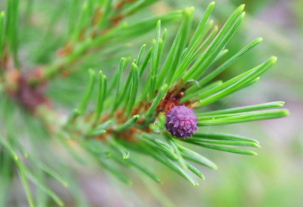 photo,material,free,landscape,picture,stock photo,Creative Commons,Pine flower, flower, cone, pine, 